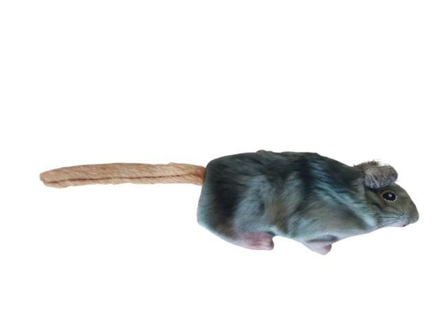 BP